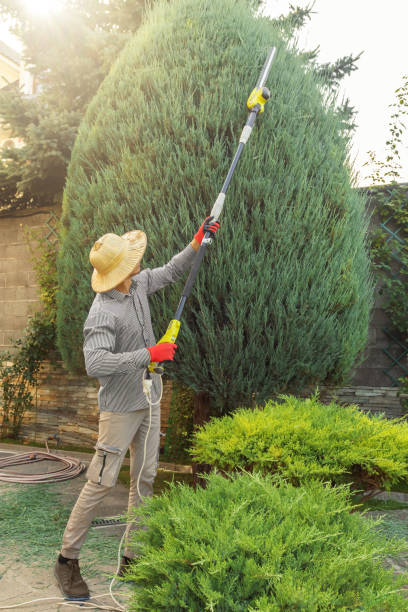 Best Stump Grinding Near Me  in Cheltenham Village, PA